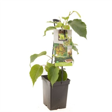 Actinidia chinensis 'Jenny' Rankbügel 50 cm C5