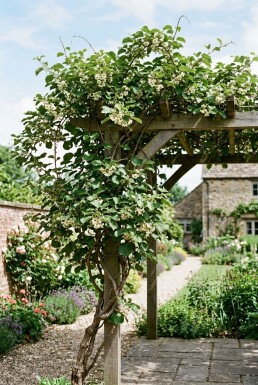 Actinidia chinensis 'Huwelijk' Tragbügel 60 cm C5