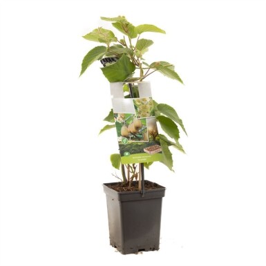 Actinidia chinensis 'Huwelijk' Tragbügel 60 cm C5