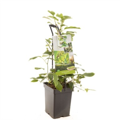 Actinidia arguta 'Issai' Träger 60 cm C5