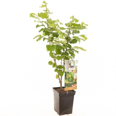 Corylus avellana 'Cosford' Schirmform 50 cm C5