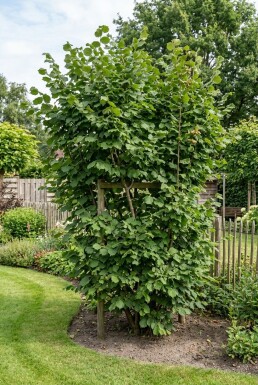 Corylus avellana 'Cosford' Schirmform 50 cm C5