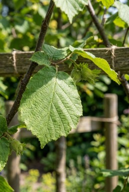 Corylus avellana 'Cosford' Schirmform 50 cm C5
