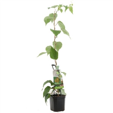 Actinidia chinensis 'Jenny' Träger 50 cm C7,5