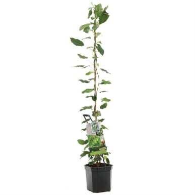 Actinidia arguta 'Issai' Trägerpflanze 80 cm C7,5