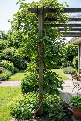 Actinidia arguta 'Ananasnaya' 70 cm C2