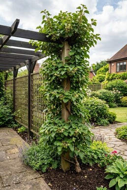 Actinidia arguta 'Geneva' 70 cm C2