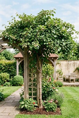 Actinidia arguta 'Weiki' 70 cm C2