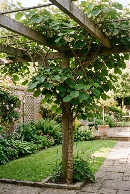 Actinidia deliciosa 'Boskoop' Stämmchen 80-100 cm C2