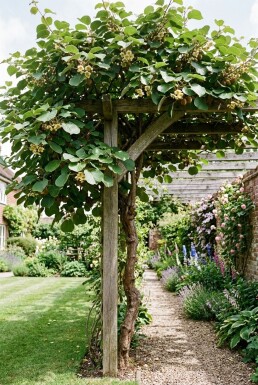 Actinidia deliciosa 'Hayward' Stämmchen 70 cm C2