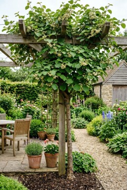 Actinidia deliciosa 'Minki Male'® gestockt 80-100 cm C2
