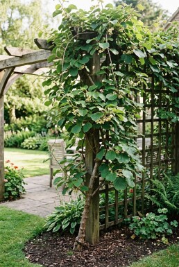 Actinidia deliciosa Stämmchen 70 cm C2