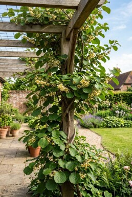 Actinidia deliciosa Solissimo® Stämmchen 70 cm C2