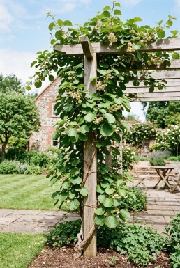 Actinidia deliciosa Solissimo® Stab 80-100 cm C2