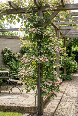 Ampelopsis glandulosa 'Elegans' Stämmchen 70 cm C2