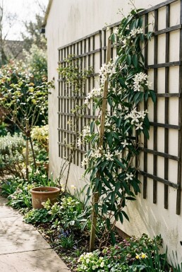Clematis armandii gestockt 80-100 cm C2
