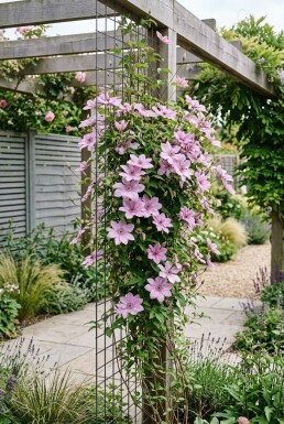 Clematis 'Comtesse de Bouchaud' Stab 70 cm C2