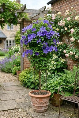 Clematis 'Destiny' Kletterpflanze 70 cm C2