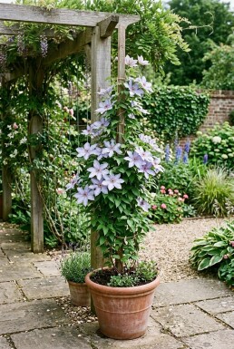 Clematis 'Dorothy Walton' Stab 70 cm C2