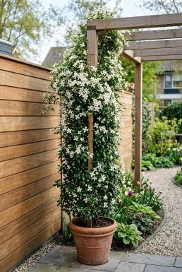 Clematis 'Early Sensation' Kletterpflanze 70 cm C2