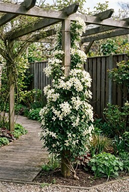 Clematis 'Early Sensation' Kletterpflanze 70 cm C2