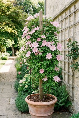 Clematis 'Hagley Hybrid' kletternd 80-100 cm C2