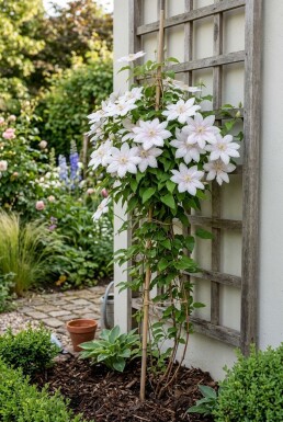 Clematis 'Jan Pawel II' Stab 70 cm C2