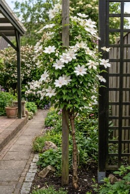 Clematis 'Kathleen Dunford' Stämmchen 70 cm C2