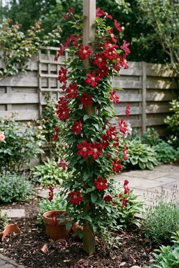 Clematis 'Madame Julia Correvon' Stämmchen 70 cm C2