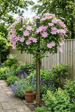 Clematis 'Margaret Hunt' Stämmchen 70 cm C2