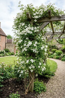 Clematis montana alba gestockt 80-100 cm C2