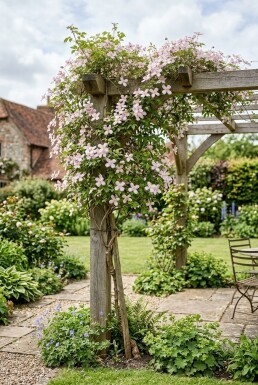 Clematis montana 'Fragrant Spring' gestockt 70 cm C2