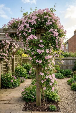 Clematis montana 'Freda' gestockt 70 cm C2