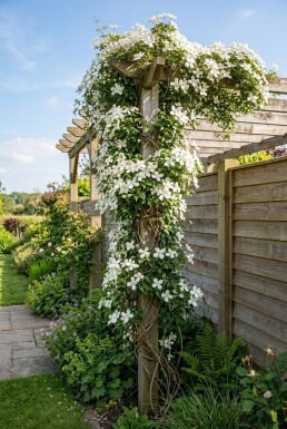 Clematis montana grandiflora Stämmchen 70 cm C2