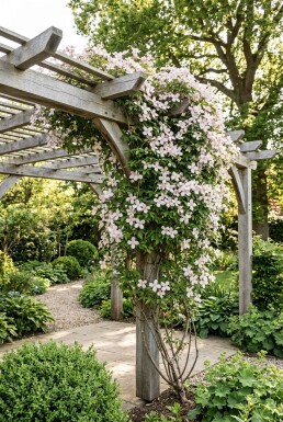Clematis montana 'Marjorie' Stämmchen 70 cm C2