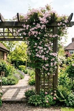 Clematis montana 'Pink Perfection' gestäbt 70 cm C2