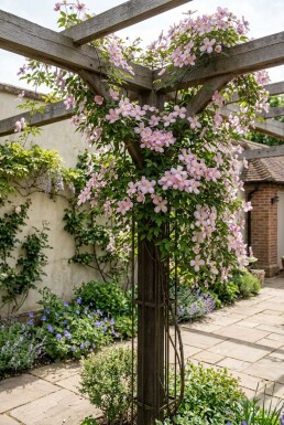 Clematis montana 'Tetrarose' 70 cm C2