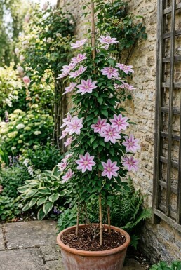 Clematis 'Nelly Moser' gestäbt 70 cm C2