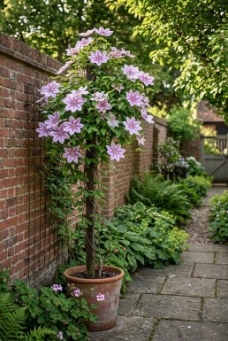 Clematis 'Nelly Moser' gestäbt 70 cm C2