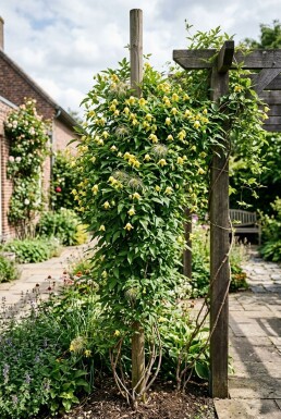 Clematis orientalis Stab 70 cm C2