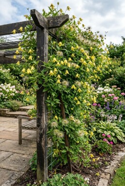 Clematis orientalis Stab 70 cm C2