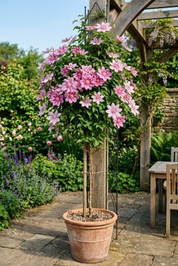 Clematis 'Piilu' 70 cm C2
