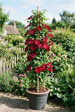 Clematis 'Rouge Cardinal' 80-100 cm C2