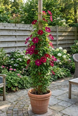 Clematis 'Rouge Cardinal' 80-100 cm C2