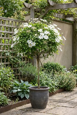 Clematis 'Shirayukihime' 70 cm C2