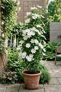 Clematis 'Snow Queen' Stab 70 cm C2
