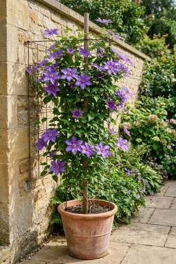 Clematis 'Star of India' Stab 70 cm C2