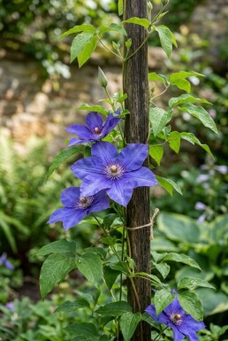 Clematis 'The President' Stab 70 cm C2