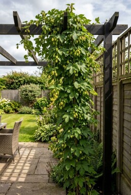 Humulus lupulus 'Golding' gestützt 60 cm C2