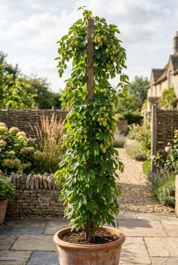 Humulus lupulus 'Prima Donna'® gestockt 60 cm C2